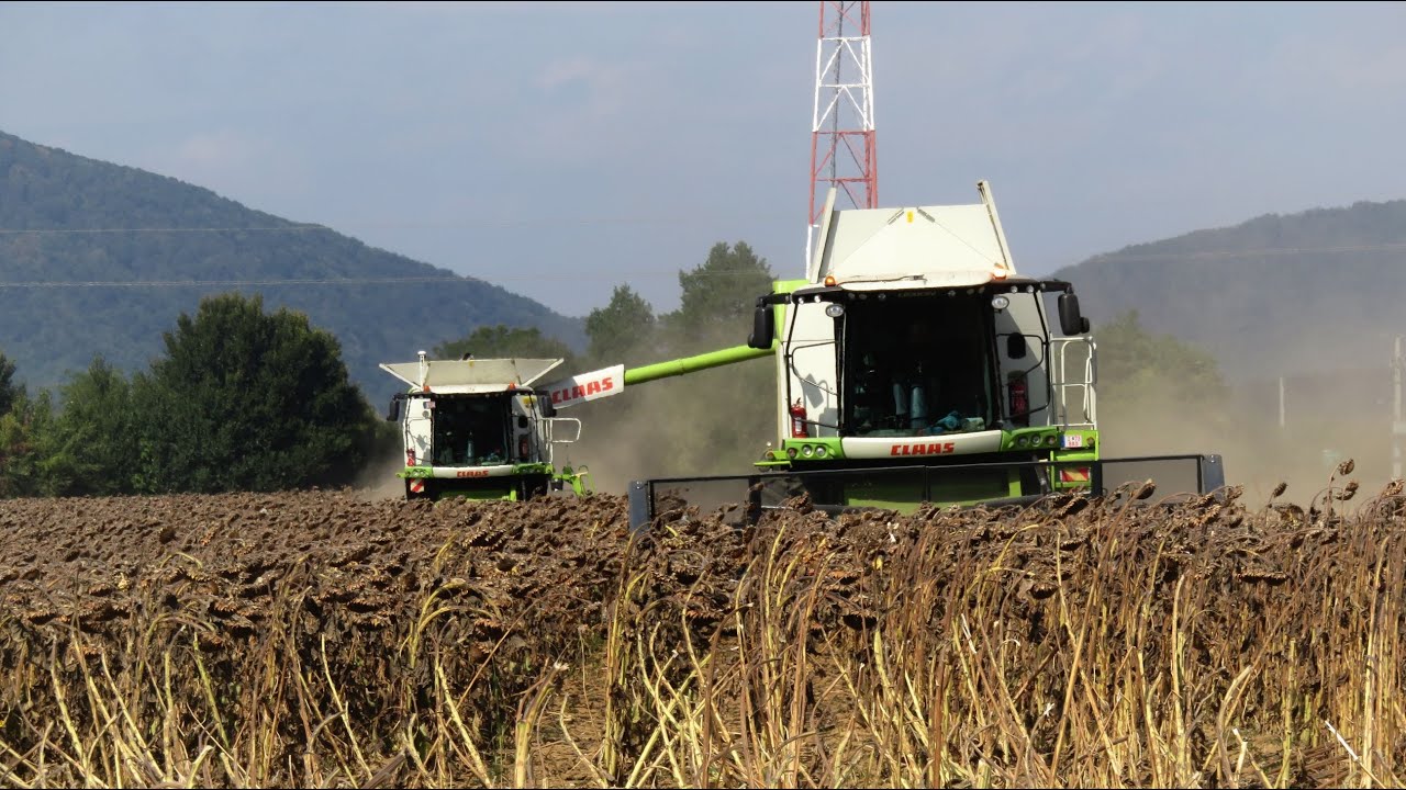 Csele-Delta Kft. 2x Claas Lexion 650, 760TT Sunflower Harvest 2025