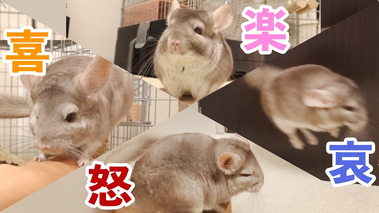 【喜怒哀楽】気分がコロコロ変わるチンチラ親子の散歩レポート　チンチラ Chinchilla