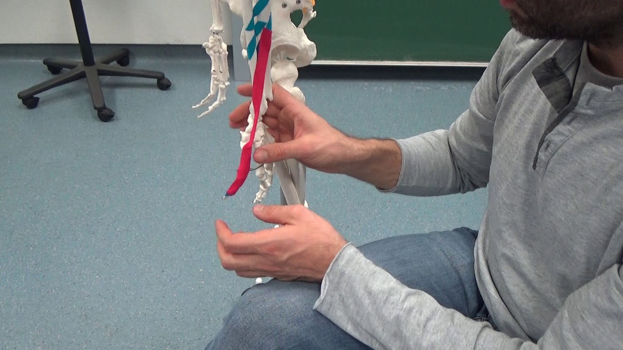 m. extensor pollicis longus (4) - tiefe dorsale Unterarmmuskulatur