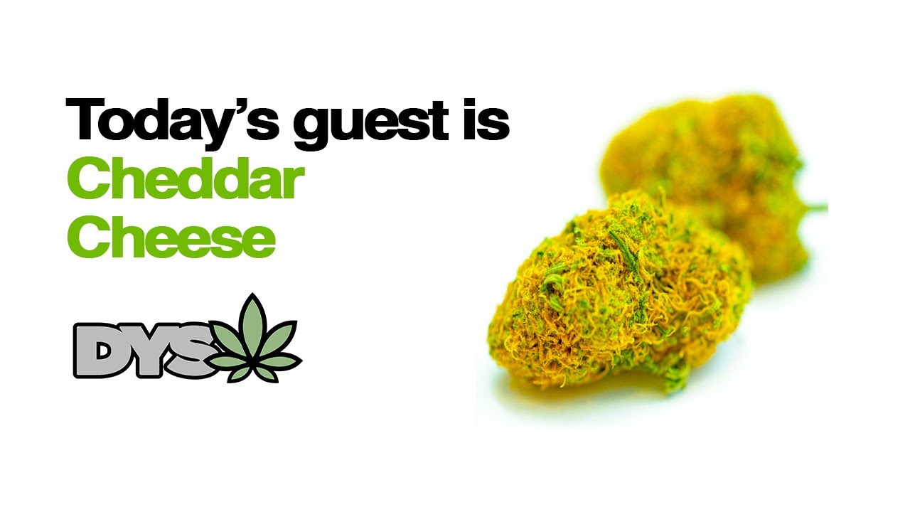 DYSW - CHEDDAR CHEESE (recreational)