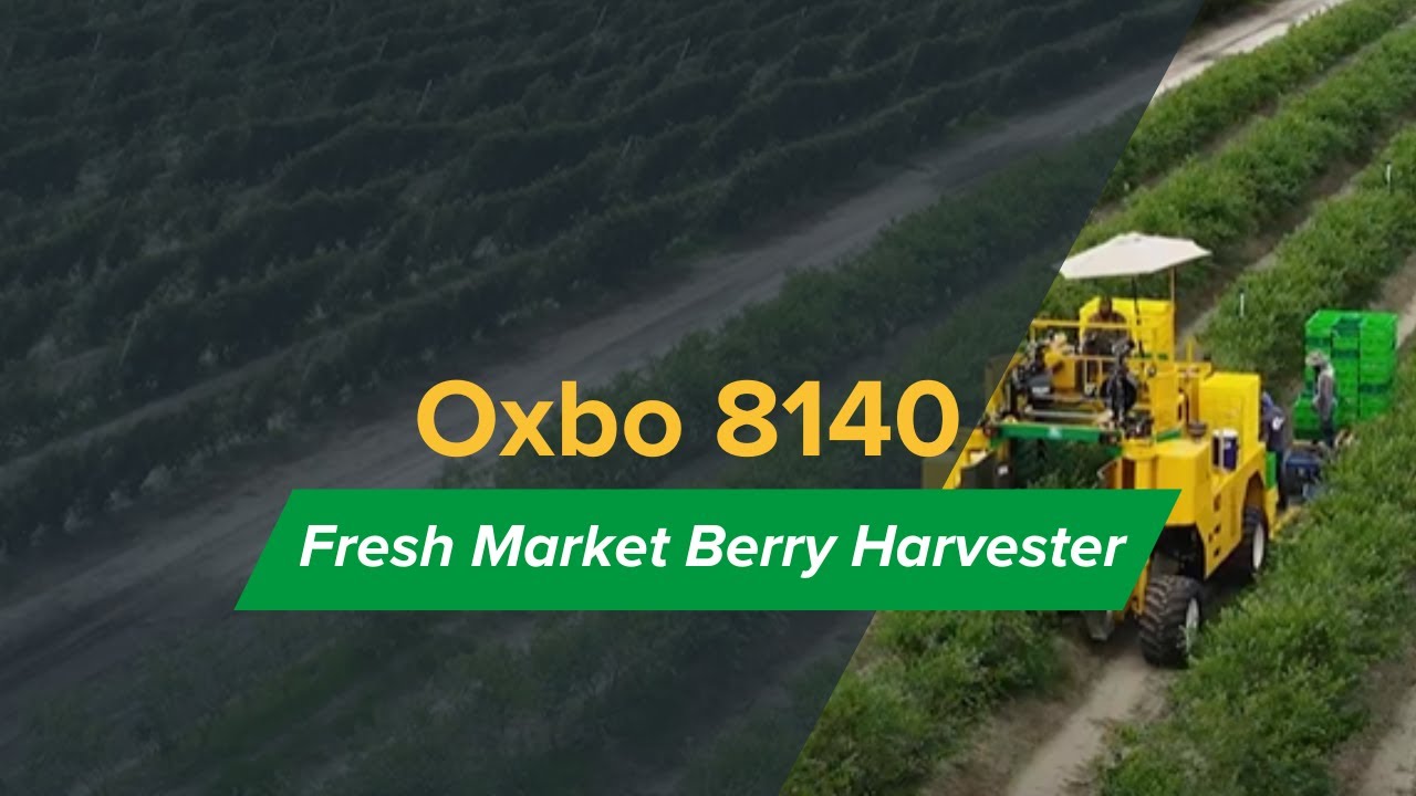 Oxbo 8140 |  Fresh Market Berry Harvester