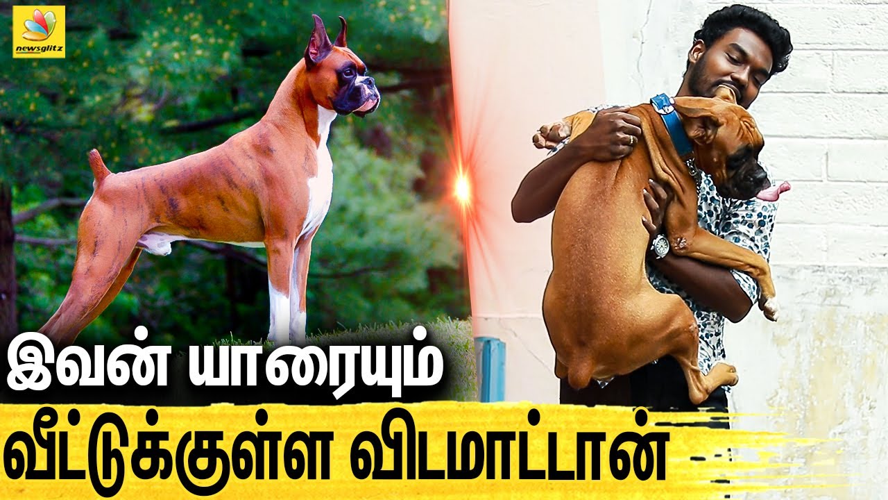 Boxer னு பேர் வந்ததுக்கு காரணம் இது தான்.. : All About Dogs Episode - 4 | Boxer
