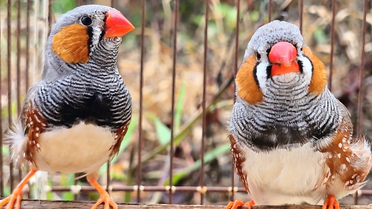 morning bird sound : zebra finch singing in the morning , finches bird sound.