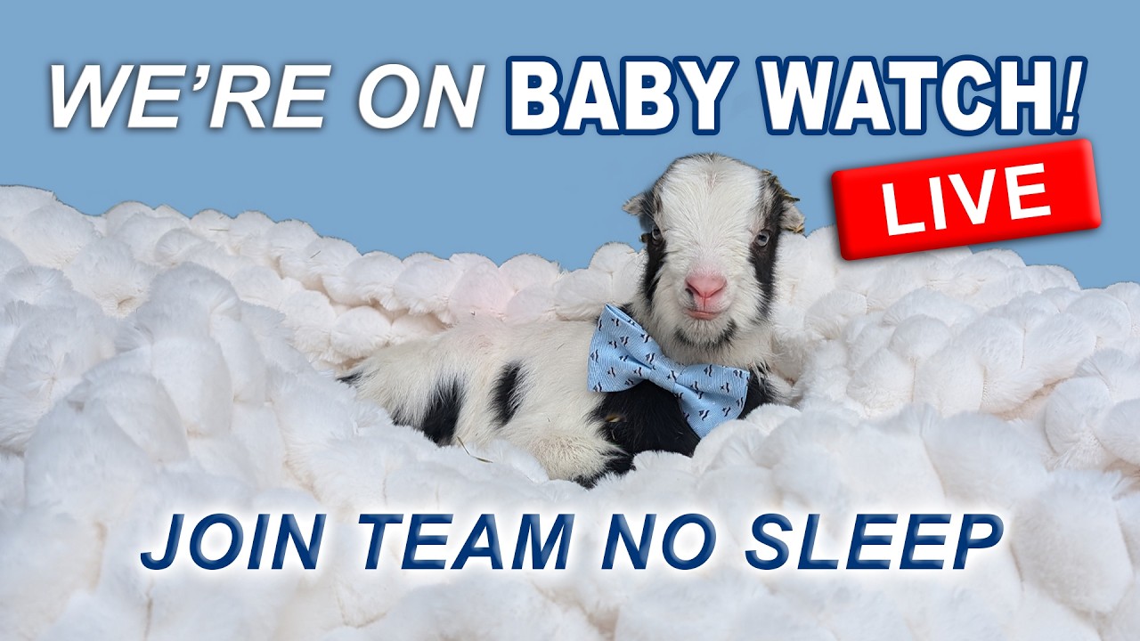Live Goat Farm CAMERA #-2 - Syman Says Farms