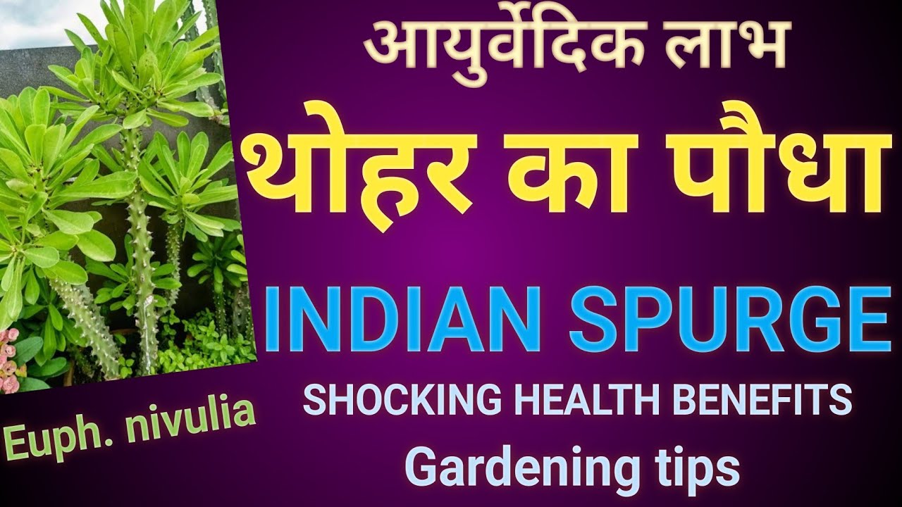 Indian spurge tree/Milk hedge: Health benefits, medicinal uses & gardening #succulent #biodoors #मेड