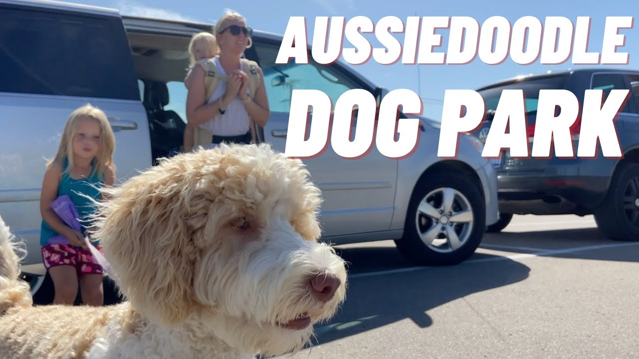 Aussiedoodle Puppy Day in The Life - Going to the Dog Park | Torey Noora