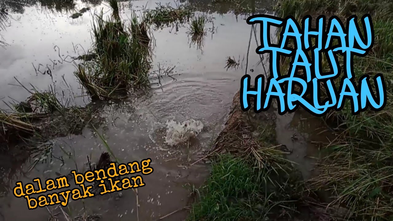 #EP601 Tahan Taut/tajur Ikan Haruan
