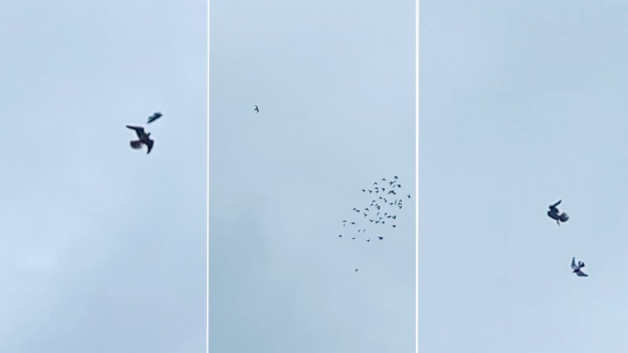 September 1 - The Falcon Season Started