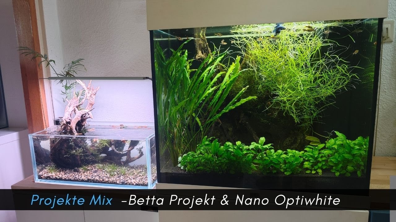 Pflegeroutine Pogostemon quadrifolius Juwel Lido 120; Kies für das Nano Optiwhite #aquaristik