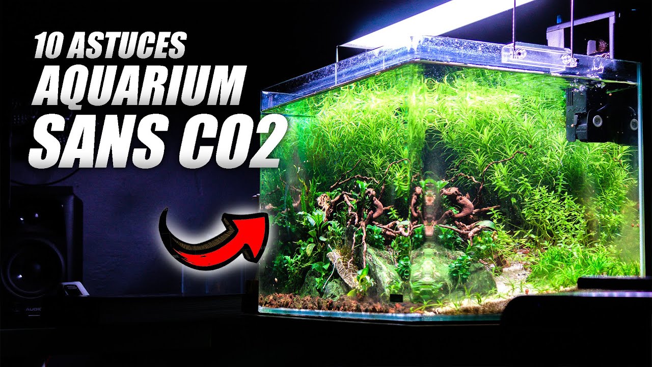 10 Astuces pour un Aquarium sans co2!