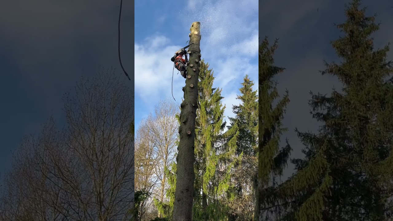 Удаление ствола🌲по частям #chainsawman#arboristika#arboristlife#treework#stihl#husqvarna#лесоруб