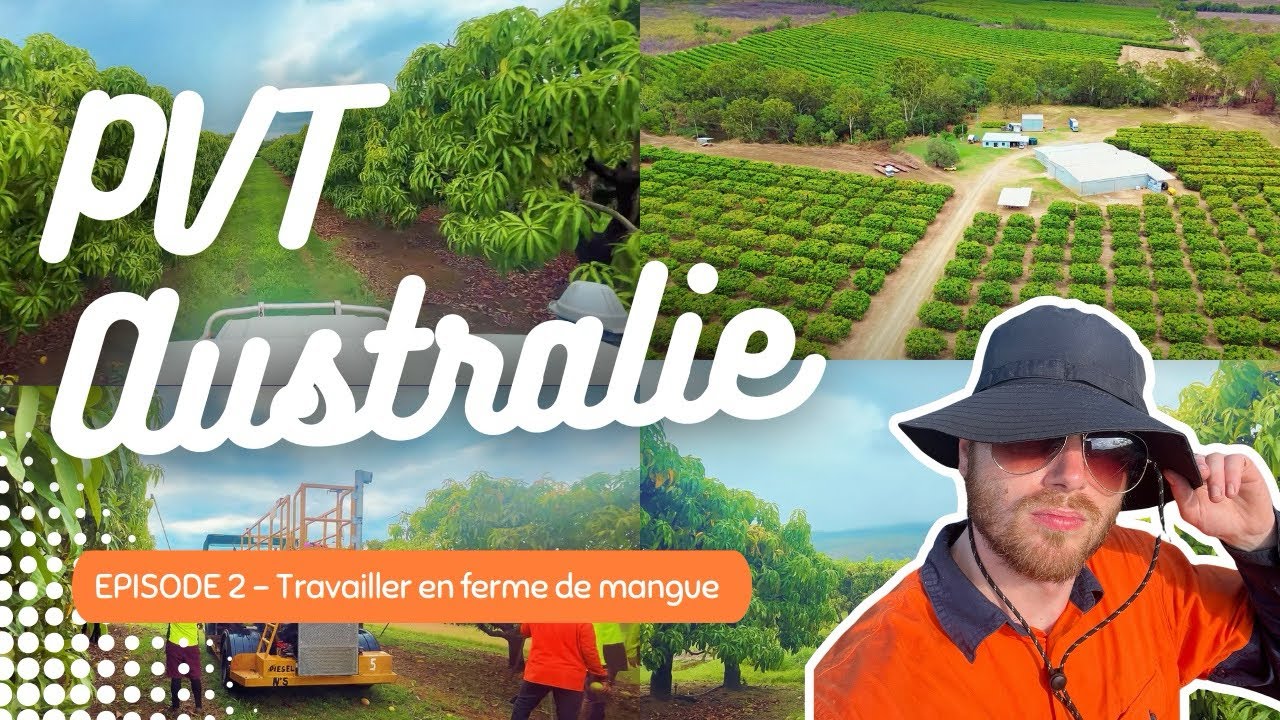 TRAVAILLER DANS UNE FERME DE MANGUE - PVT AUSTRALIE EP. 2