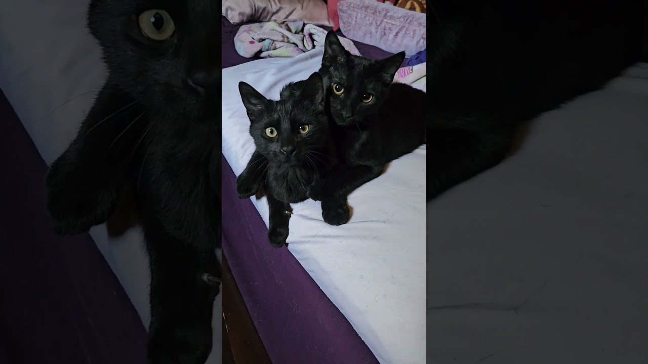 Midnight and Blackstar #catshorts #cat #kittens