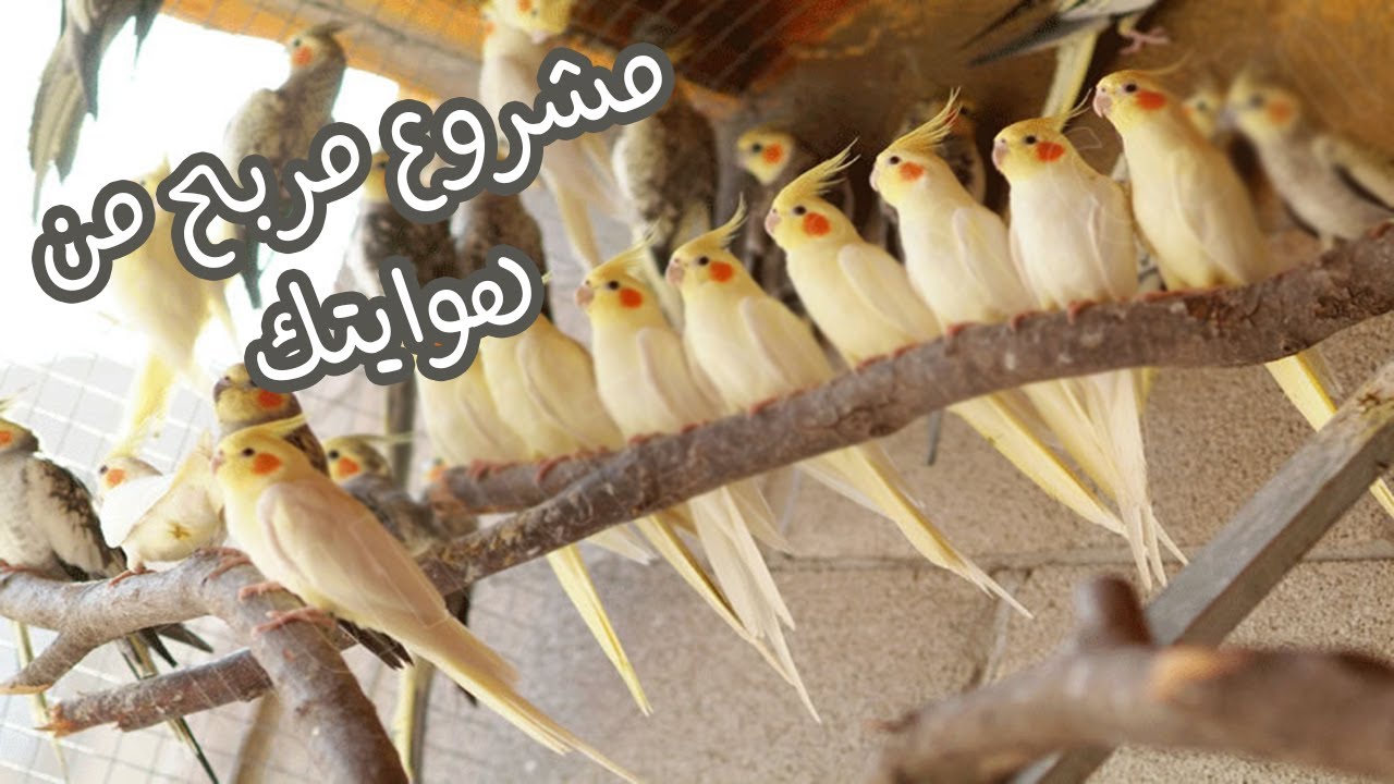 ازاي تعمل مزرعة عصافير براس مال بسيط و تكسب منها كتير