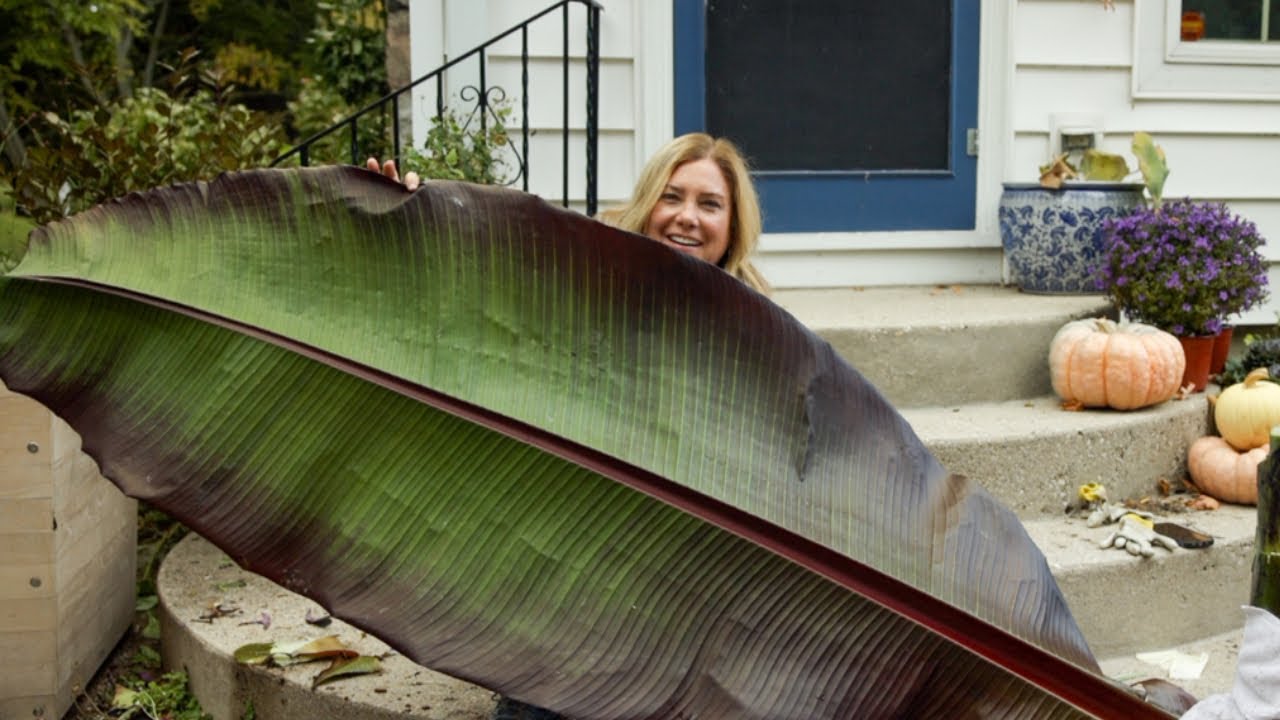 How to overwinter a banana 🍌🌴 (The coolest plant I've grown)