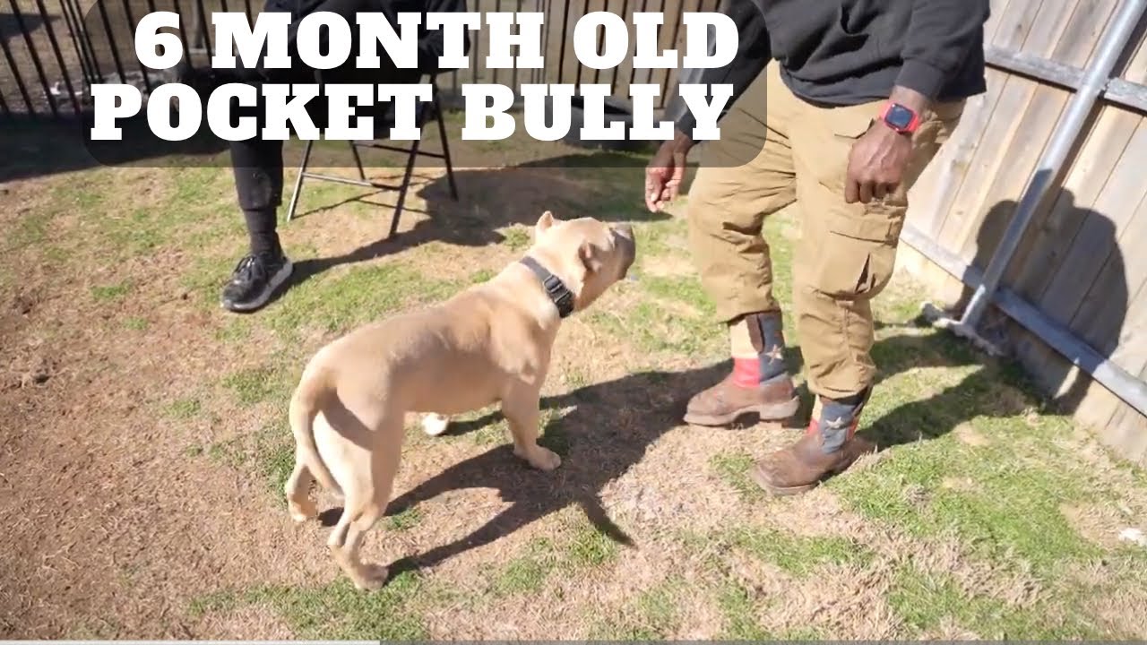Watch This Pocket Bully Transform with Just One Command!