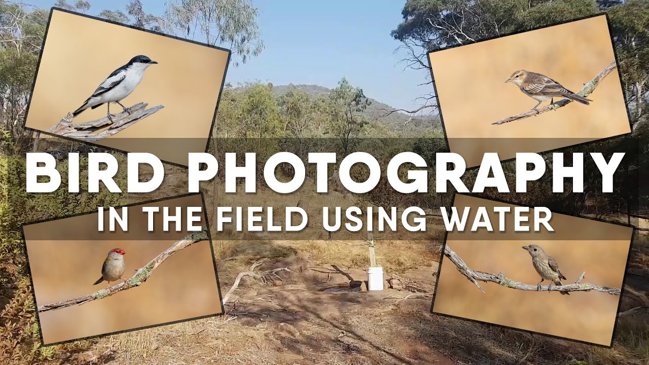 Bird Photography  - Using Water To Attract Birds - In The Field Vlog #1