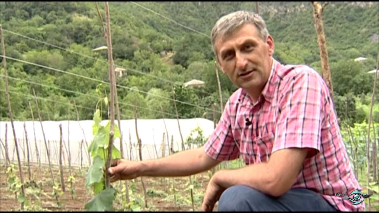 mwvane nergis gamoyvanis tanamedrove metodebi. xexilis sanerge