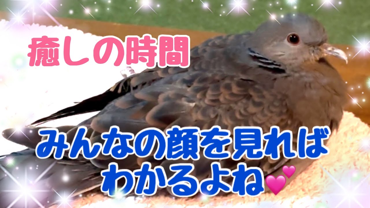 まったり癒しの時間♪キジバトとカラスたち 2026/1/14撮影 KUPPI the Crow ※概要欄見てね