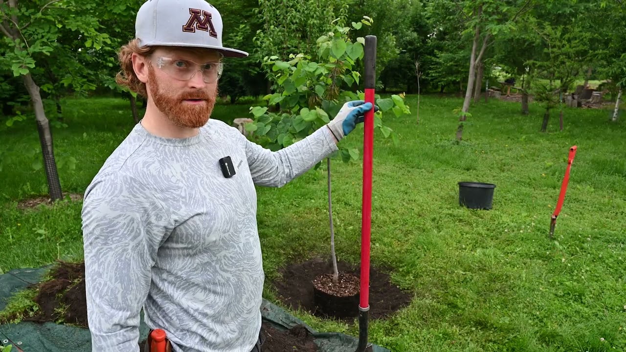 Planting a Containerized Tree - Redbud