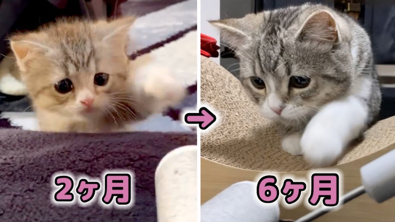 チビ猫時代からコロコロへの対抗心が全く変わってない猫…！