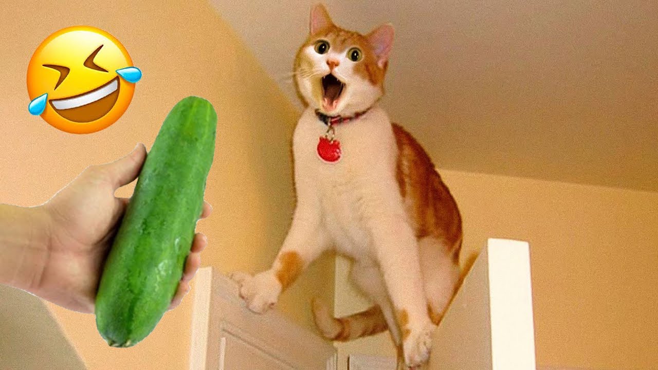 You Can’t Stop Laughing At These Pets 🤣 | Funniest Cats & Dogs 2026 😸 #animals #funny_animals