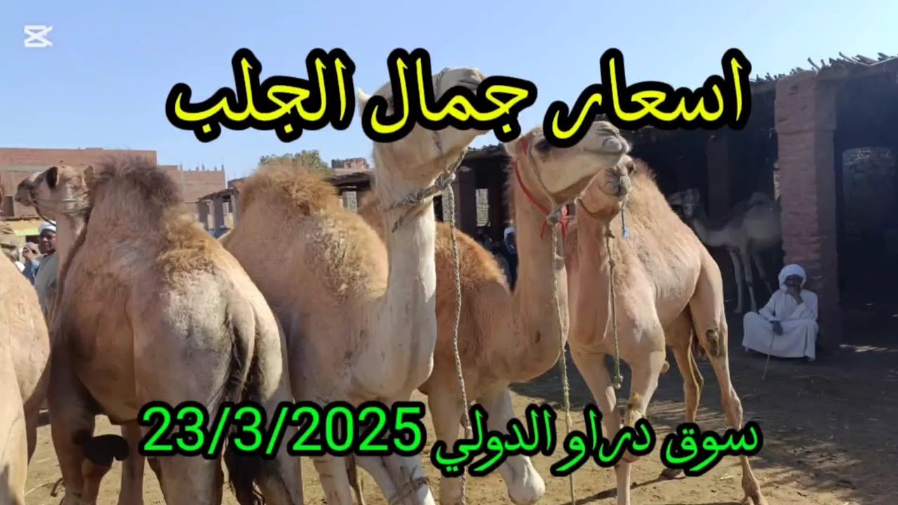اسعار جمال الجلب والعم وشوف اغلي ناقه لحم فى سوق دراو 23/3/2025