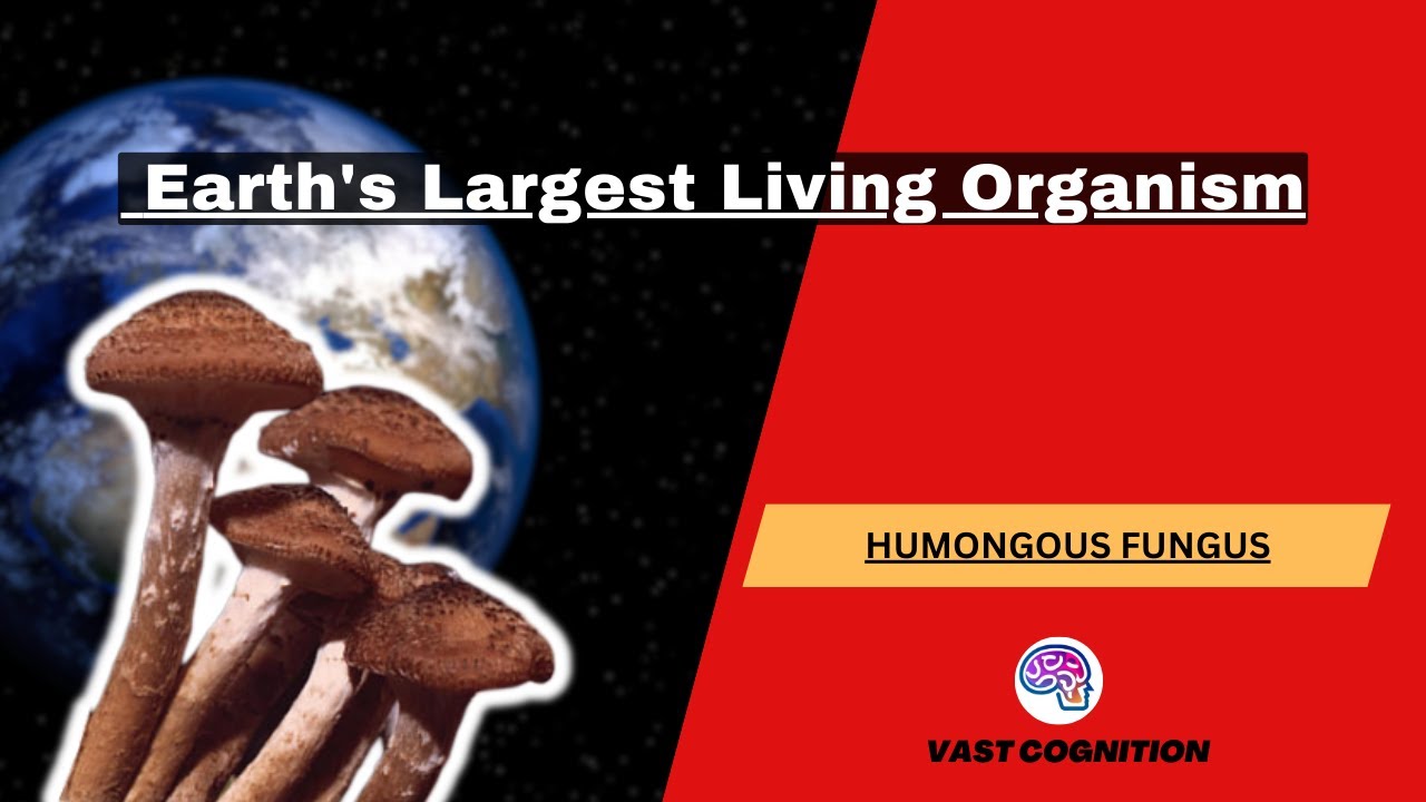 Earth's Largest Living Organism: The Giant Fungus