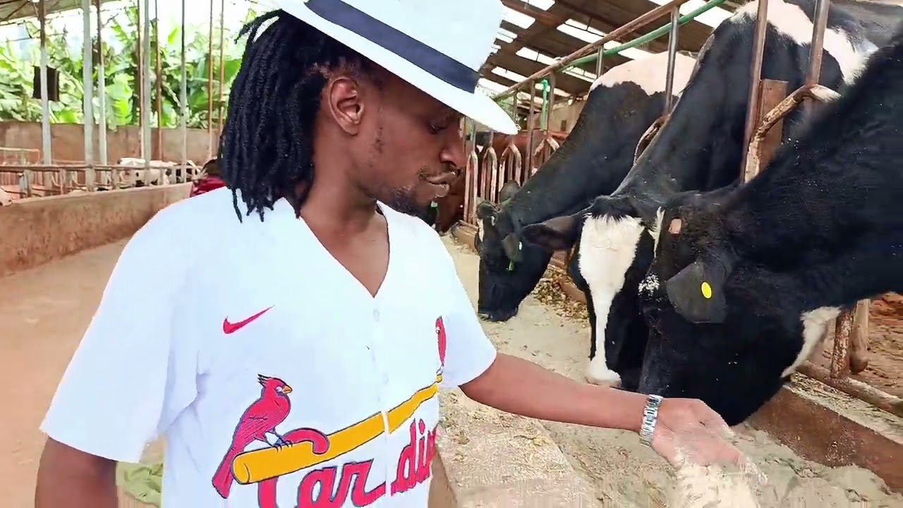 THIS IS HOW WE FEED OUR COWS PROPERLY FOR MAXIMUM MILK PRODUCTION.