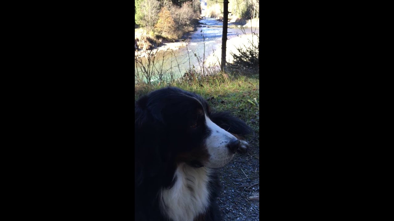ACQUA: FONDAMENTALE PER IL TUO CANE! SCOPRI PERCHE'