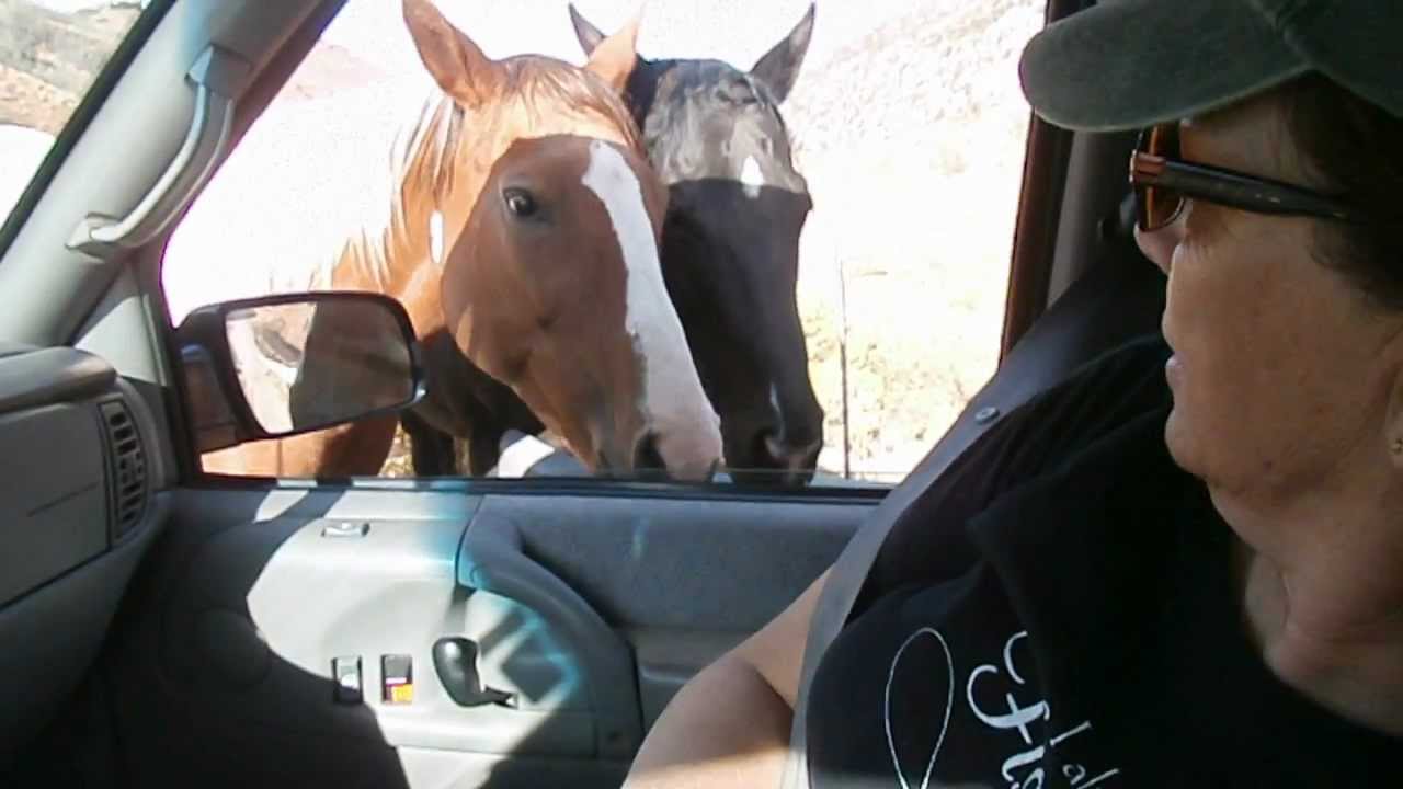 Very Friendly Horse! P1010795.AVI
