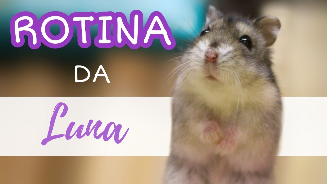 Rotina da Luna!