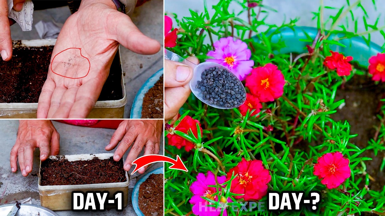 फ्री में Portulaca Flower उगाने का तरीका | portulaca seeds how to grow | Moss Rose seed germination