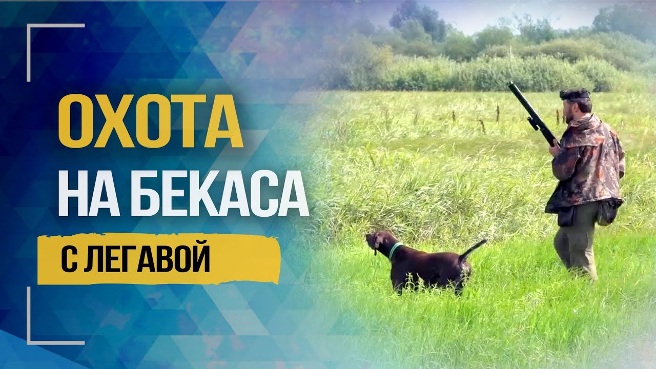 Охота на бекаса с легавой