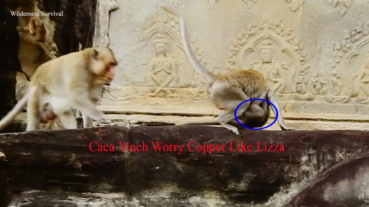 Caca So So Much Afraid Big Male Attack Copper On Angkor Wat Temple, Caca Try Protect Copper