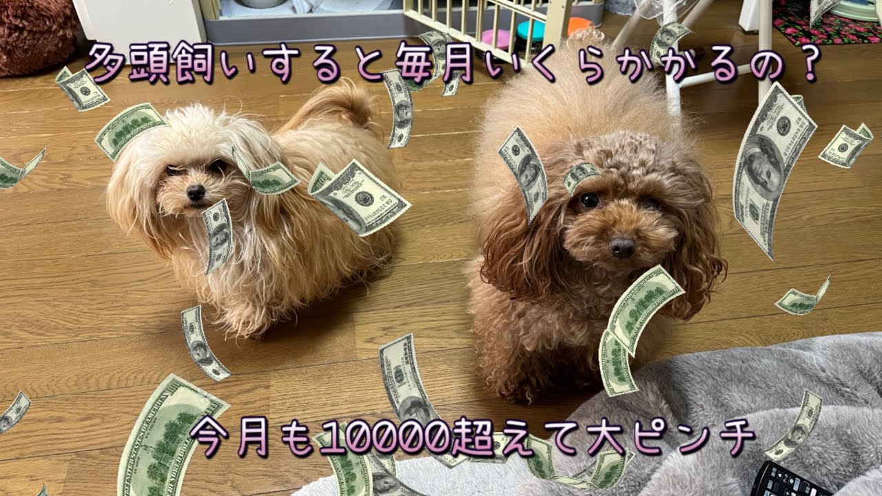 【2月の出費額】2月も10000超えてしまいました#ちわぷーぷー #トイプードル #多頭飼い #今月の出費