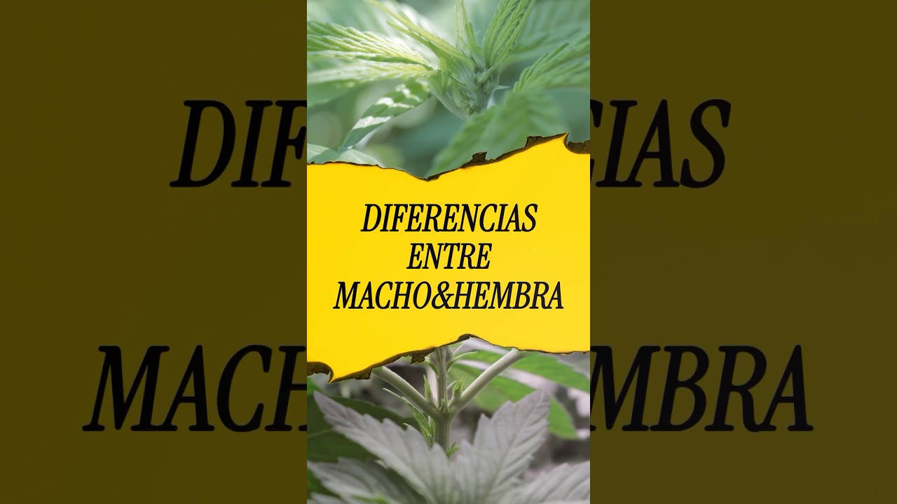 Machos vs Hembras 🌱