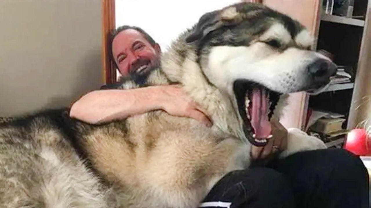The World&rsquo;s Biggest Dog of 2026 So Far 😂 Funny Animal Videos!