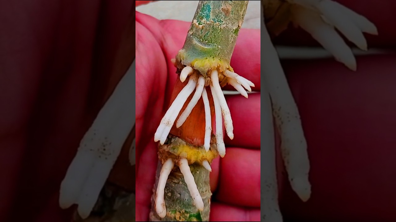 Adenium Air Layering Method #shorts #adenium #rooting #airlayering
