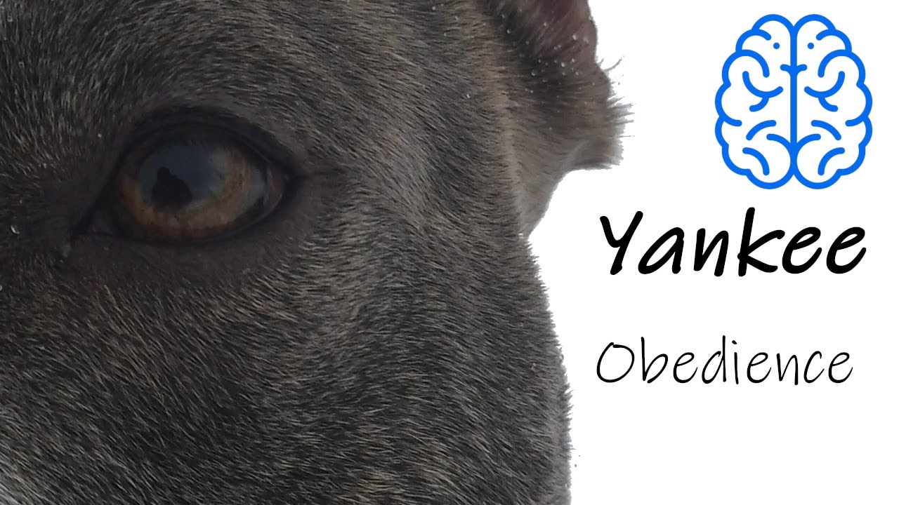 Super American Staffordshire Terrier - Obedience training - #amstaffyankee
