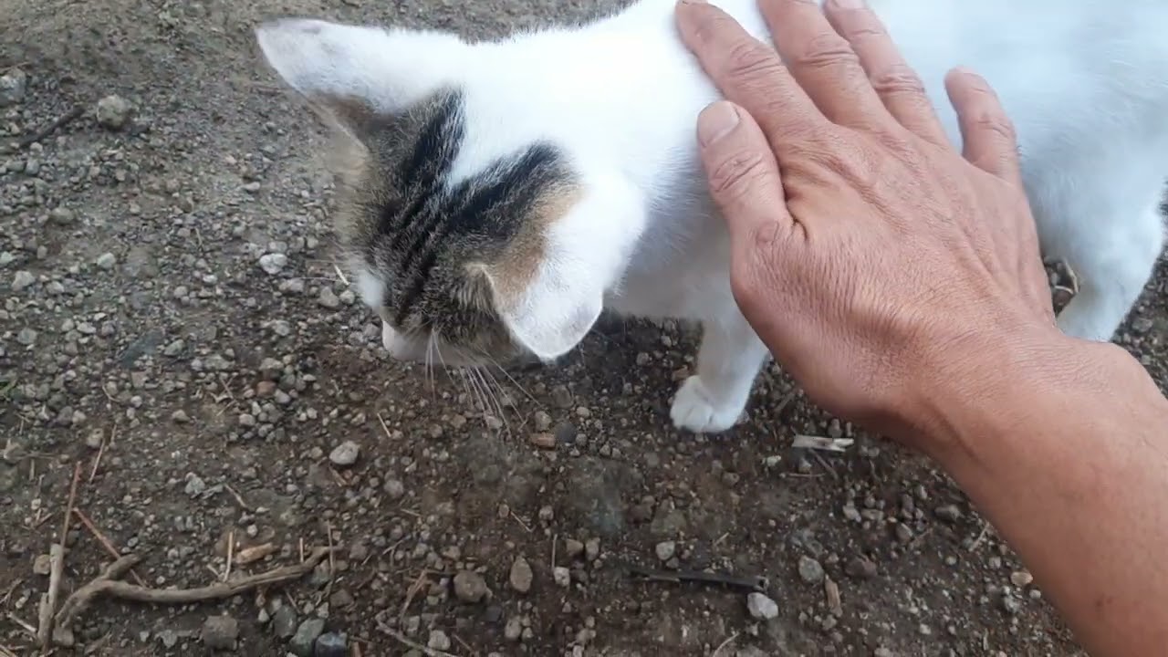White cat
