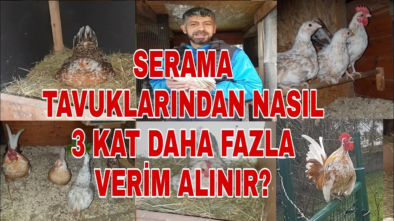 SERAMA VE SÜS TAVUKLARINDAN 3 KAT DAHA FAZLA VERİM NASIL ALINIR !? UFAK DOKUNUŞLARLA BU MÜMKÜN !??