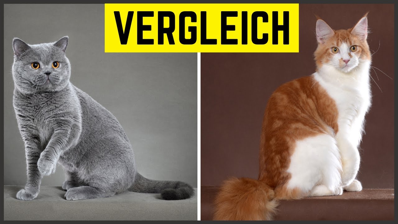MAINE COON ODER BKH? Die 2 beliebten Rassekatzen im Vergleich