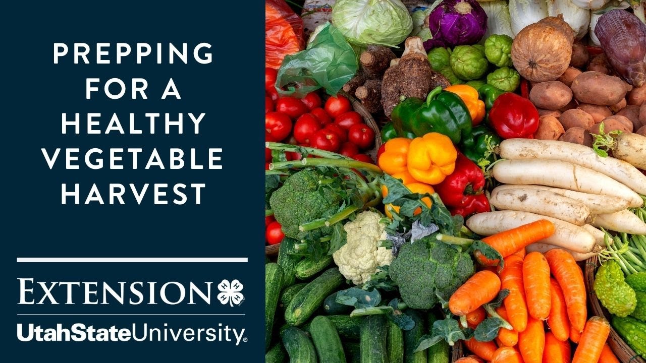 Prepping for a Healthy Vegetable Harvest