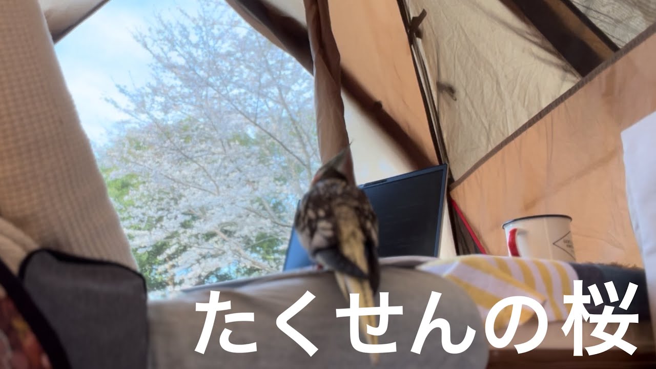 【徒歩ソロ】茨城牛久沼 たくせん園地〜まったりお花見の巻〜