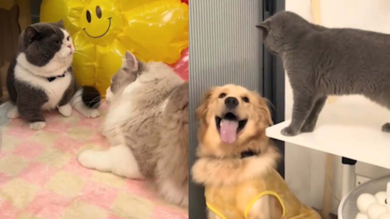 Cats & Dogs Being Pure Comedy Gold | Funny Animal Video