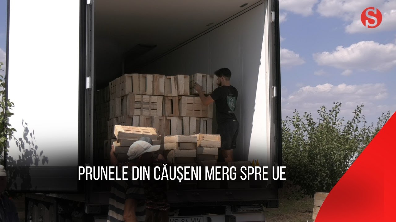 Prunele produse la Căușeni ajung în Polonia, Croația și România. Vezi povestea unui fermier