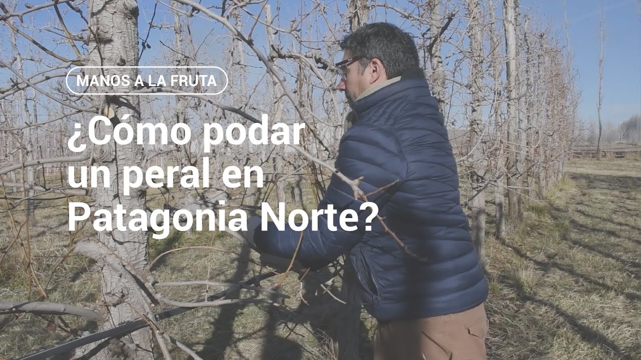 ¿Cómo podar un peral en Patagonia Norte? | INTA - Manos a la Fruta