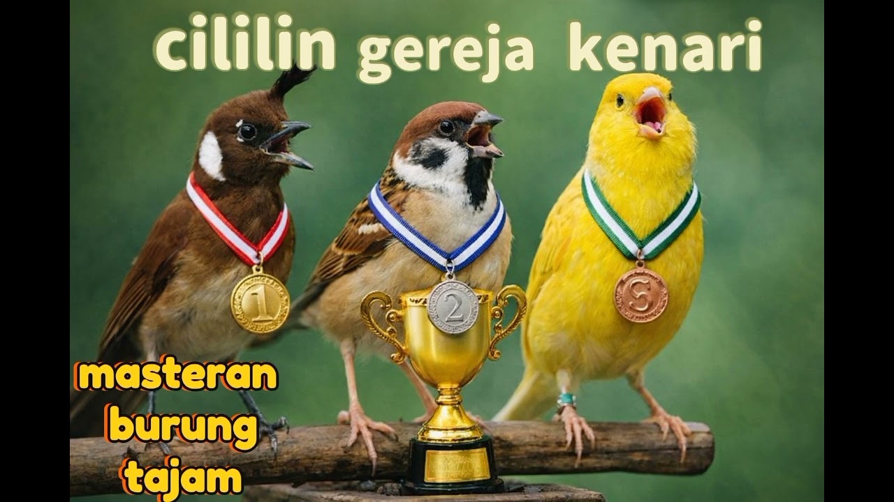 Masteran kenari cililin gereja tajam