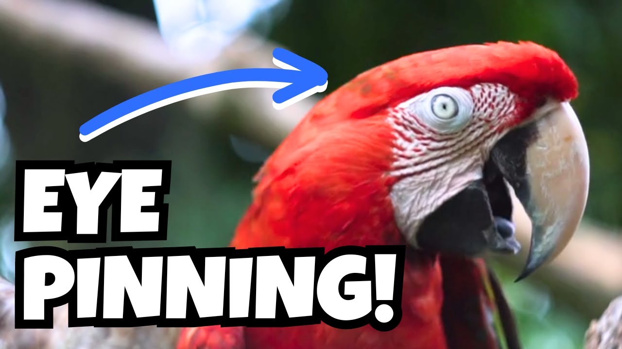 Parrot Eye Pinning - What Does It Mean? | Bird Behavior and Body Language | BirdNerdSophie